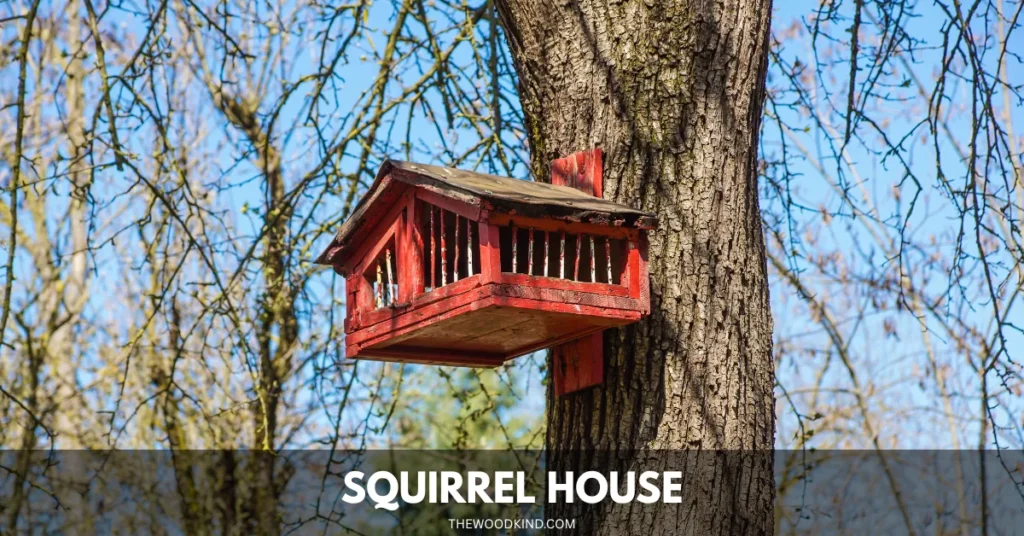 Squirrel house